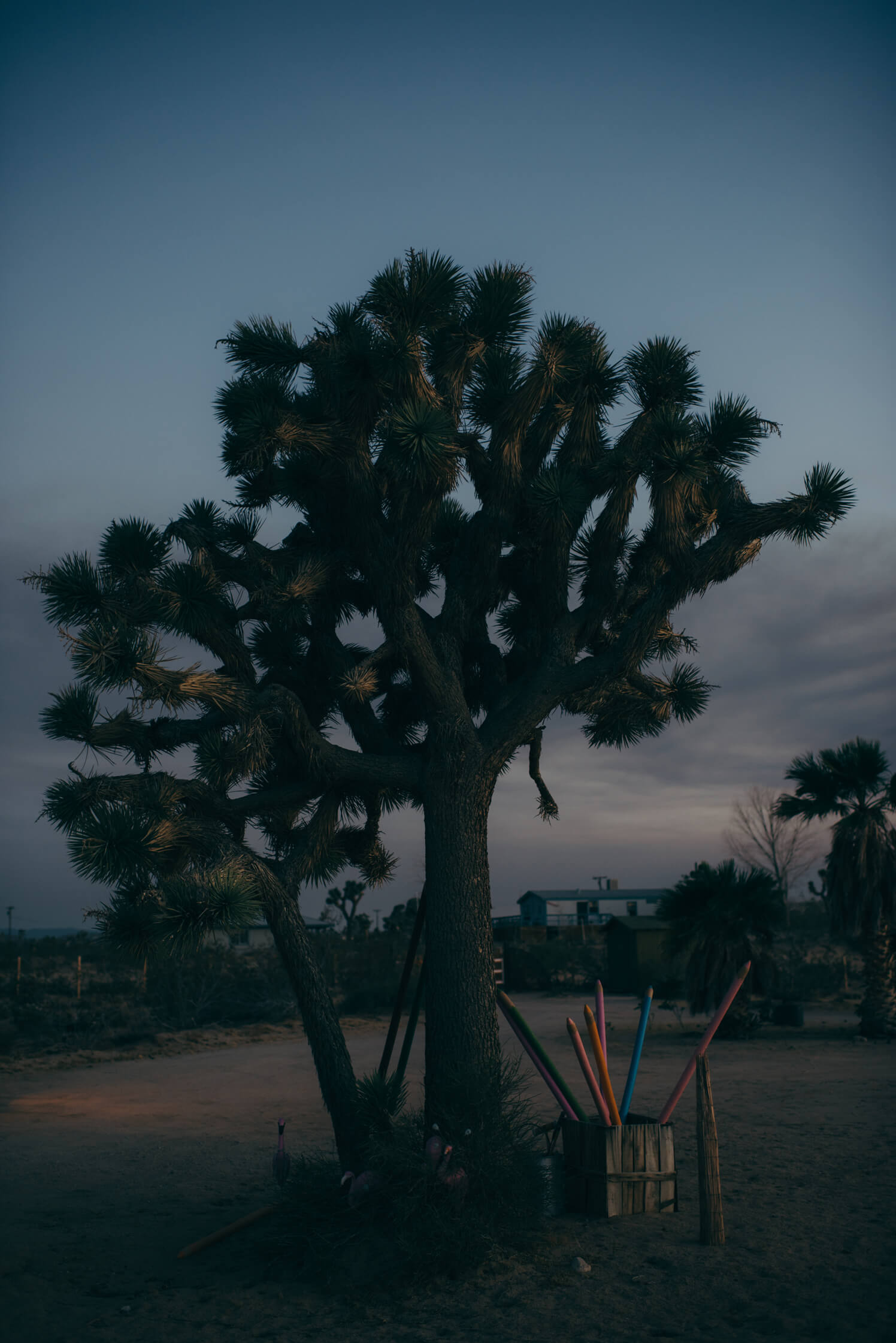 Joshua Tree photographer