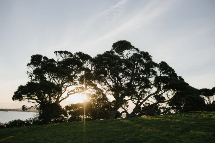 Wedding at Mudbrick Vineyard